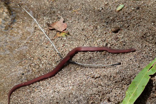 White-lipped Snake Drysdalia coronoides red