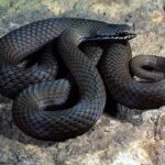 White-lipped Snake – Drysdalia coronoides