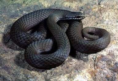 White-lipped Snake – Drysdalia coronoides