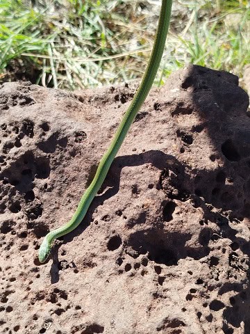 burrowing night snake Philodryas agassizii