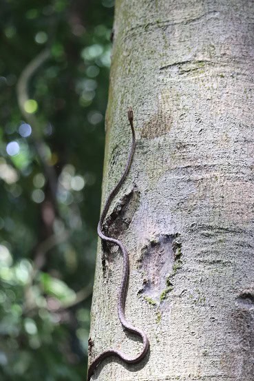 red whipsnake Dryophiops rubescens climbing
