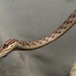 red whipsnake Dryophiops rubescens face