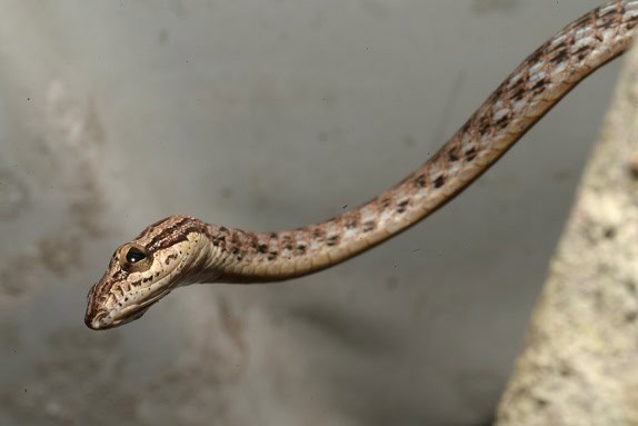 red whipsnake Dryophiops rubescens face