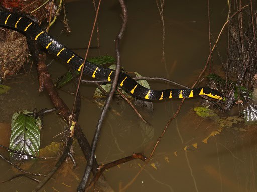 Mangrove Cat Snake (Boiga melanota)