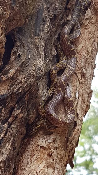 Africa tree boa camouflage snake Dipsadoboa