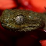 African Bush Viper Atheris squamigera eyes