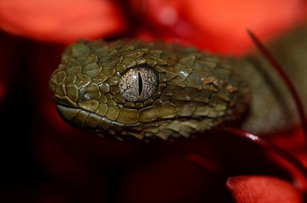 African Bush Viper Atheris squamigera eyes