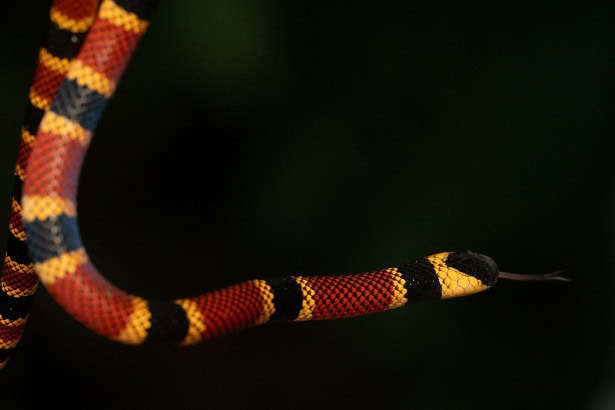 Allen's Coralsnake Micrurus alleni costa rica