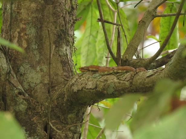 Anamala Pitviper Craspedocephalus anamallensis climber