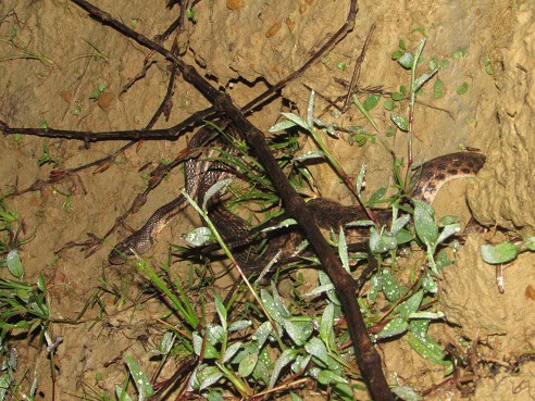 Andaman Keelback Fowlea tytleri camouflage