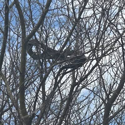 Black Mamba (Dendroaspis polylepis) climbing