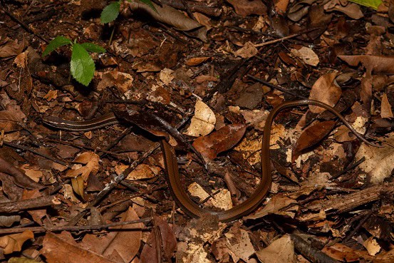 Black-striped Snake Coniophanes camouflage