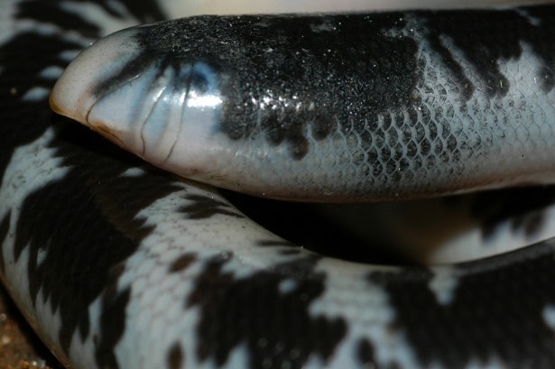 Blind Snake Afrotyphlops schlegelii eyes