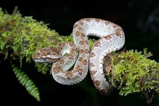 Blotch Palm pitviper Bothriechis supraciliaris
