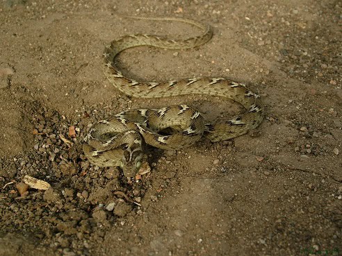 Boiga trigonata catsnake India camouflage