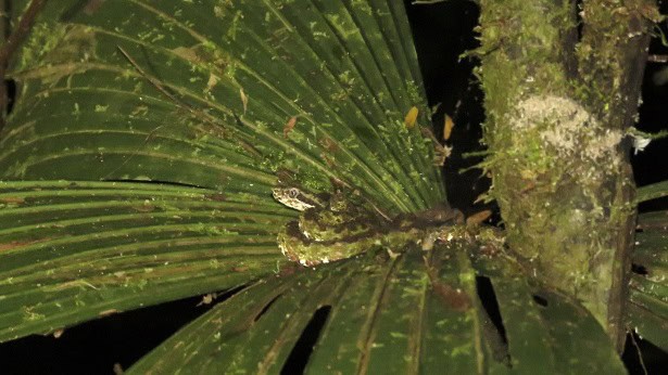 Bothriechis nigroadspersus Central America camouflage
