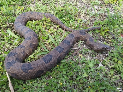 Brown Watersnake Nerodia taxispilota versus cottonmouth