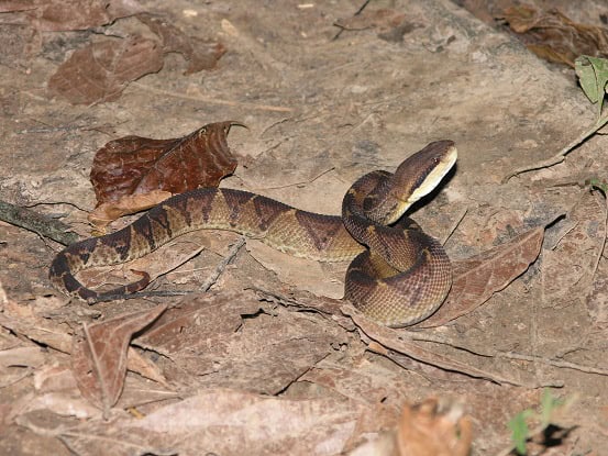 Bushmaster Lachesis stenophrys Costa Rica
