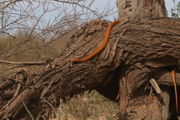 Cape Cobra Naja nivea climber