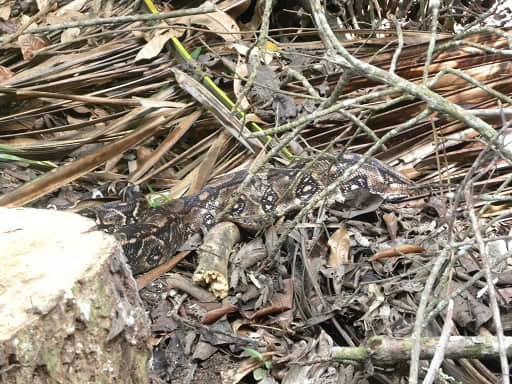 Central American Boa Boa imperator camouflage