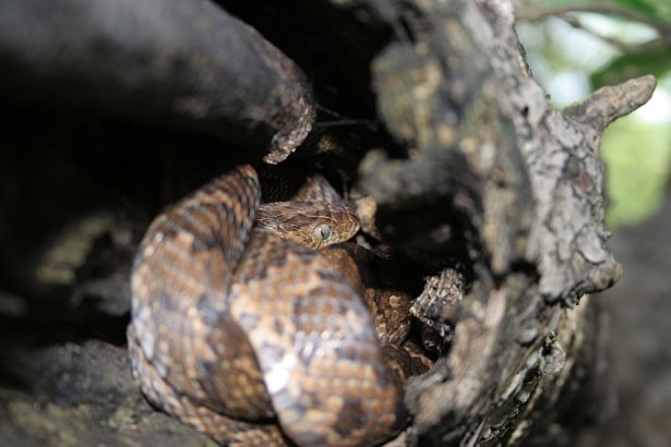 Central American Lyresnake Trimorphodon camouflage