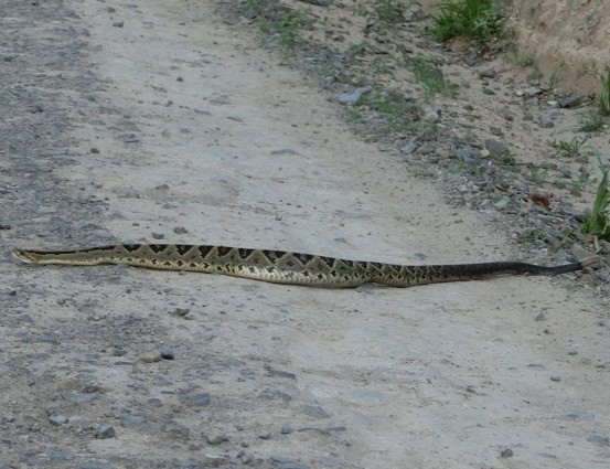 Central American Rattlesnake Crotalus simus