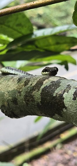 Chrysopelea pelias climbing southeast asia