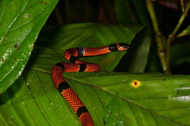 Clark's Coralsnake Micrurus clarki costa rica