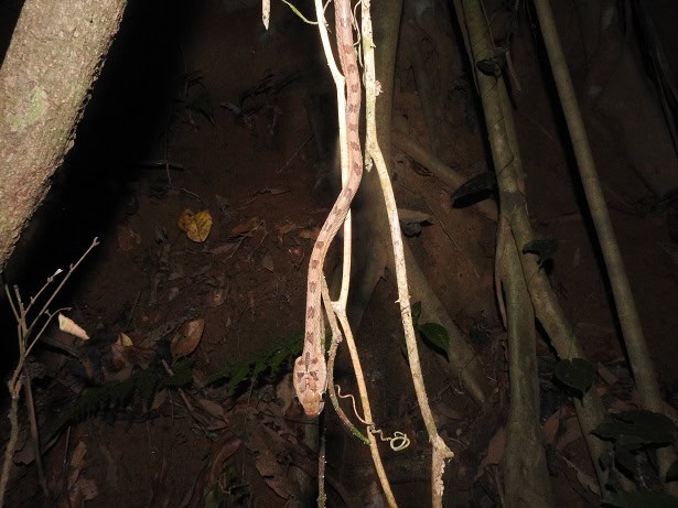 Collared Cat Snake Boiga nuchalis climber