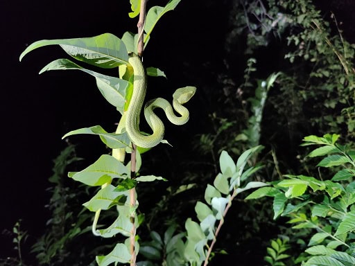 Common Bamboo Viper Craspedocephalus gramineus climber
