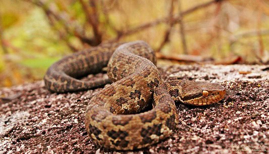 Costa Rica Montane Pitviper Cerrophidion sasai danger
