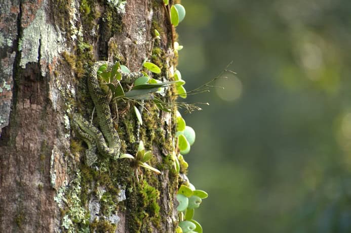 Craspedocephalus anamallensis Indian camouflage snakes