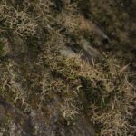 Craspedocephalus malabaricus Indian camouflage snakes