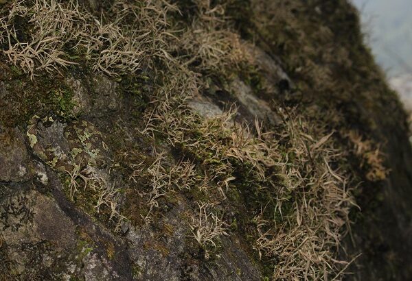 Craspedocephalus malabaricus Indian camouflage snakes