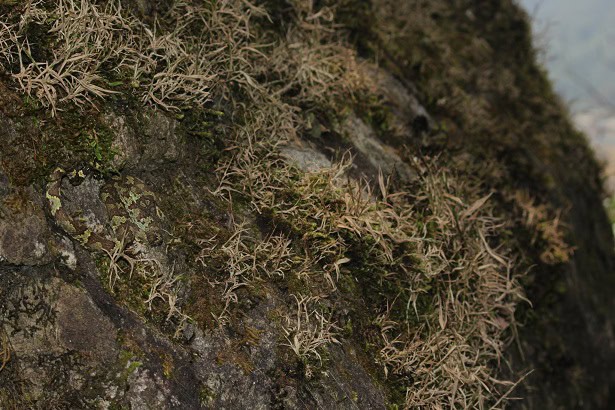 Craspedocephalus malabaricus Indian camouflage snakes