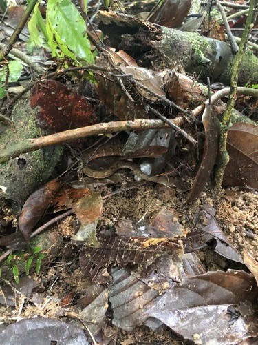 Dendrophidion dendrophis camouflage snake South America