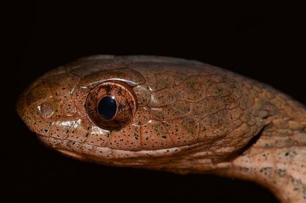 Diamondback Night Stalker Toxicodryas adamantea eyes