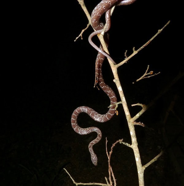 Marbled tree boa - Dipsadoboa aulica