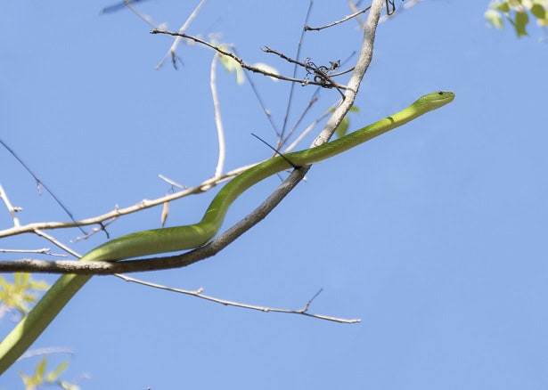 Eastern Green Mamba Dendroaspis angusticeps climbing