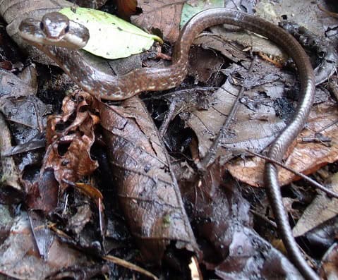 Ecuador Sipo Chironius grandisquamis camouflage