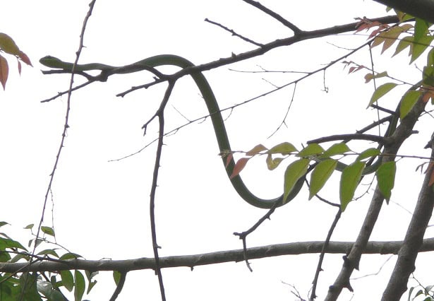 Emerald Snake Hapsidophrys smaragdina climbing