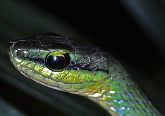Emerald Snake Hapsidophrys smaragdina eyes