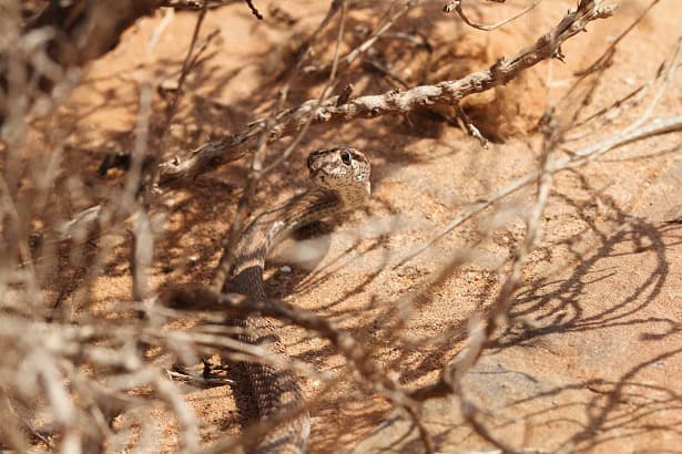 Forskal Sand Snake Psammophis schokari camouflage