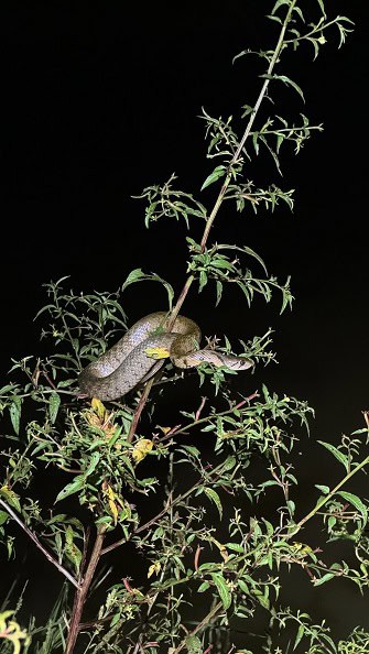 Fowlea flavipunctata climbing southeast asia