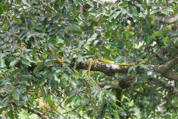 Gonyosoma oxycephalum climbing snake