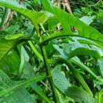 Green Mamba Dendroaspis angusticeps camouflage