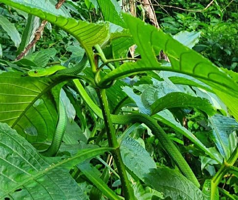 Green Mamba Dendroaspis angusticeps camouflage