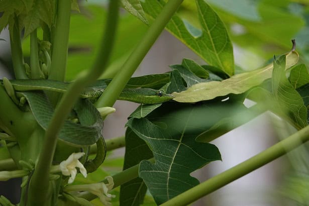 Green Vine Snake Oxybelis fulgidus camouflage