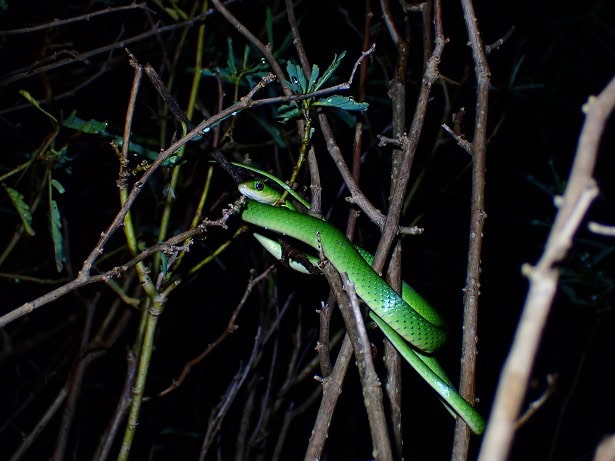 Green Water Snake Philothamnus hoplogaster climber