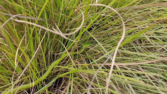 Günther's Vine Snake Ahaetulla camouflage